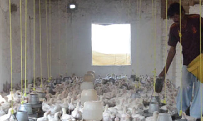Khost Poultry-Farm Owners Suffer Millions Afghanis Losses